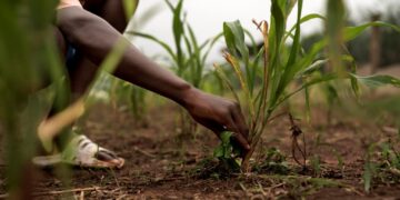 Nigeria Risks $110 Billion in Food Imports by 2025 Without Digital Agricultural Transformation, Warns SAA