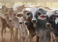 FG Unveils Bold Livestock Move to Unlock $74 Billion in Agricultural Wealth