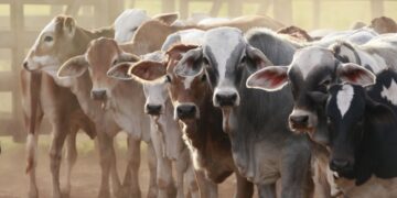 FG Unveils Bold Livestock Move to Unlock $74 Billion in Agricultural Wealth