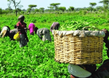Rising Insecurity Threatens 2025 Planting Season, Farmers Fear Food Crisis