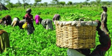 Rising Insecurity Threatens 2025 Planting Season, Farmers Fear Food Crisis