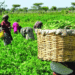 Rising Insecurity Threatens 2025 Planting Season, Farmers Fear Food Crisis