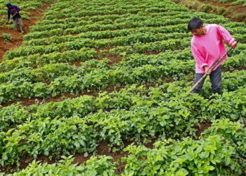 How Strategic Investment in Green Energy and Agriculture Can Transform Africa’s Economy