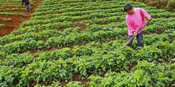 How Strategic Investment in Green Energy and Agriculture Can Transform Africa’s Economy