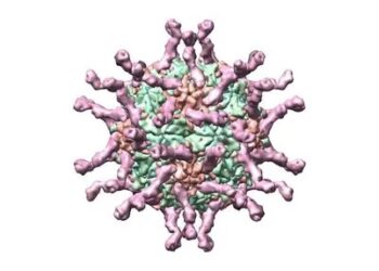 Nigeria Records 83 New Cases of Variant Polio Virus in 2024 – NPHCDA