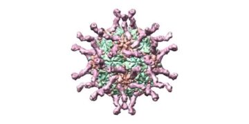 Nigeria Records 83 New Cases of Variant Polio Virus in 2024 – NPHCDA