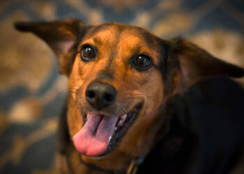 Mob Kills Man Over Alleged Dog Theft in Bauchi Community