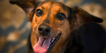 Mob Kills Man Over Alleged Dog Theft in Bauchi Community