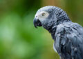 Conservationists Raise Alarm Over Parrot Trafficking in Nigeria, Call for Stronger Protection