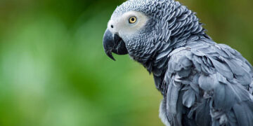 Conservationists Raise Alarm Over Parrot Trafficking in Nigeria, Call for Stronger Protection