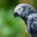 Conservationists Raise Alarm Over Parrot Trafficking in Nigeria, Call for Stronger Protection