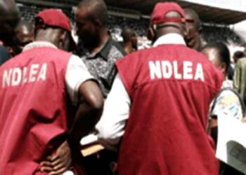 ‘Monkey Tail’ Crisis Deepens As NDLEA Flags 21–25 Age Group As Hardest Hit in Bayelsa