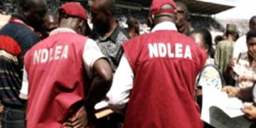 ‘Monkey Tail’ Crisis Deepens As NDLEA Flags 21–25 Age Group As Hardest Hit in Bayelsa