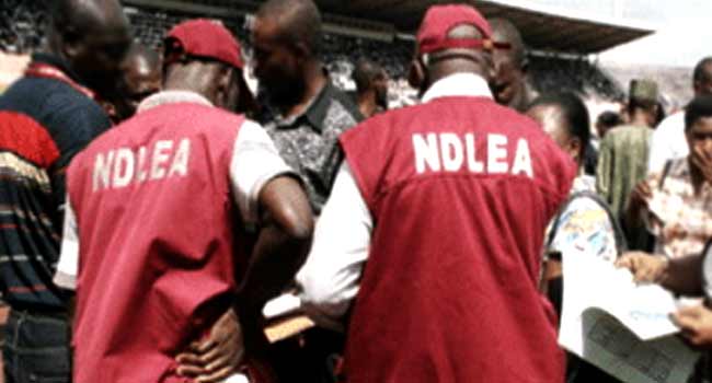‘Monkey Tail’ Crisis Deepens As NDLEA Flags 21–25 Age Group As Hardest Hit in Bayelsa